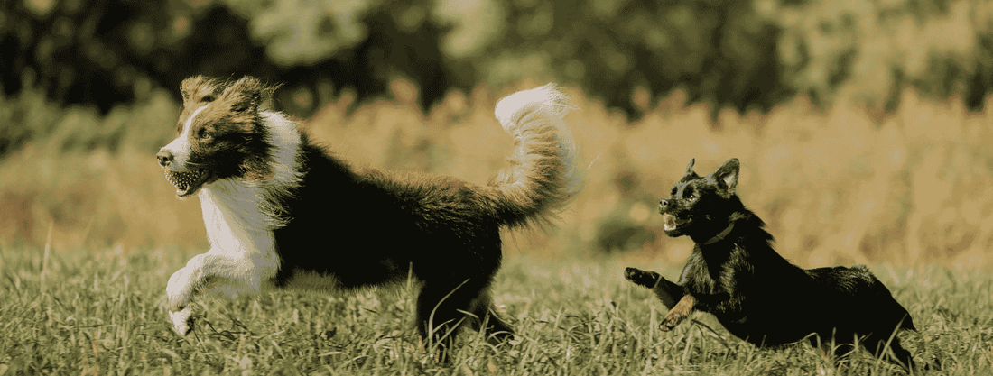 Best Diet for Indoor Dogs in Pakistan to Maintain Weight and Energy