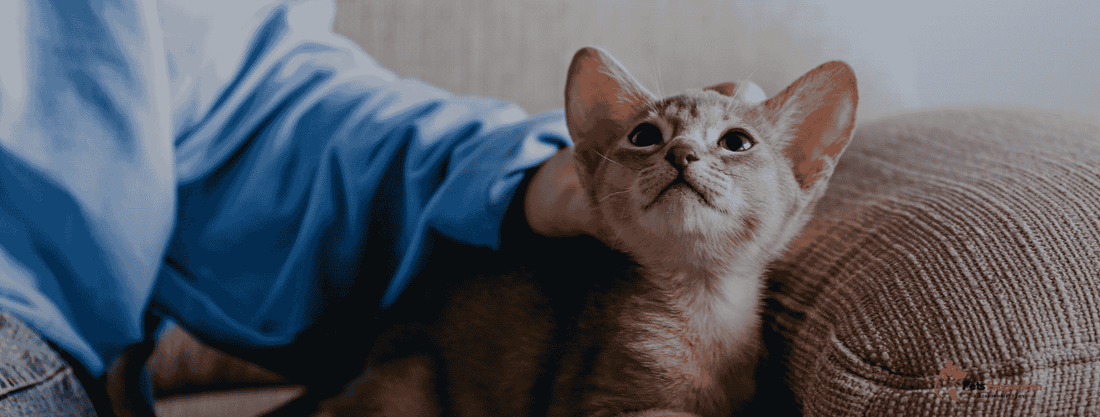 Essential Nutrients for Kittens Every First-Time Cat Owner Should Know