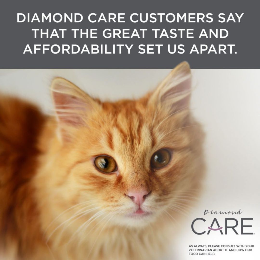 Diamond Pet Products Diamond CARE Urinary Formula for Cats Yellow Tabby Cat by pets emporium
