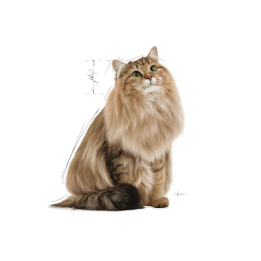 Royal Canin Intense Beauty Cat Jelly Pouch Pics Cat Waiting for Wet Cat Food by Pets Emporium