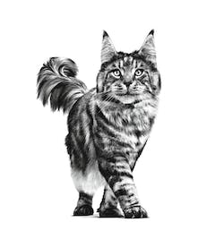 vhn-all-territories-packaging-emblematic-all-adult-cat-4