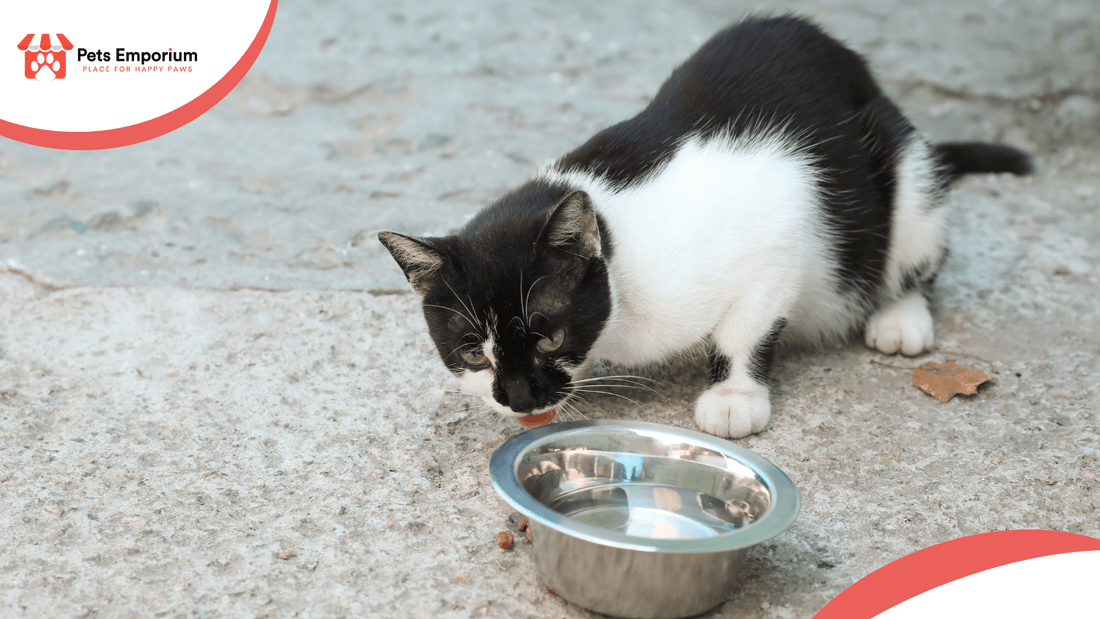 10 Cat Food & Hydration Tips to Prevent Heat Stress in Pakistan - Pets Emporium