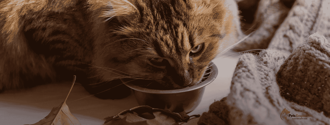 10 Harmful Cat Food Ingredients You Should Avoid in Pakistan - Pets Emporium
