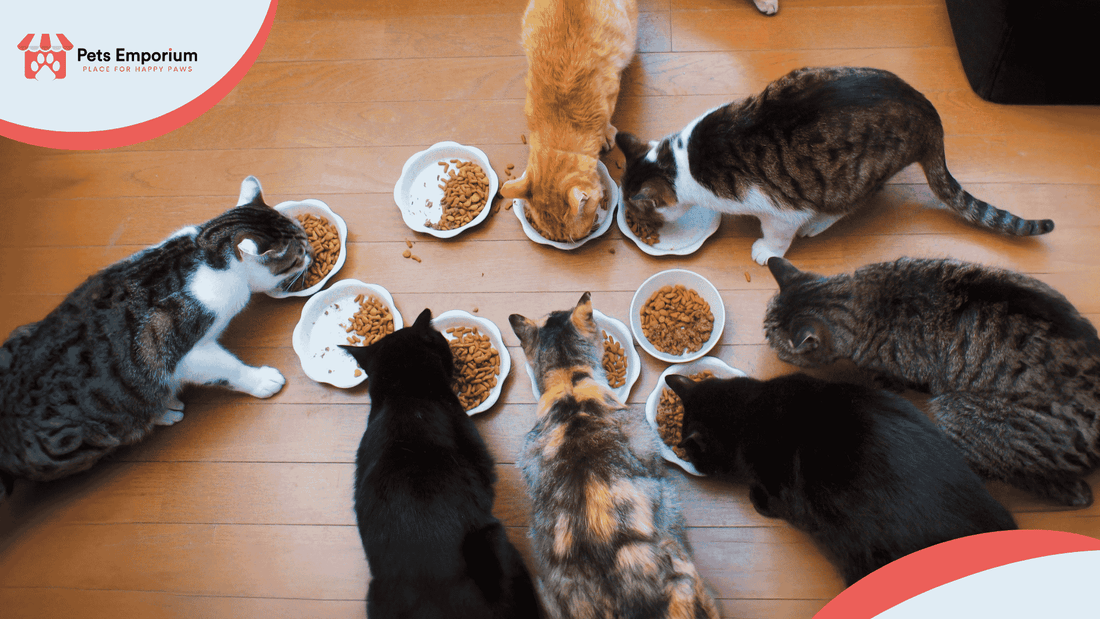 7 Summer Feeding Habits That Can Harm Your Cat’s Health - Pets Emporium