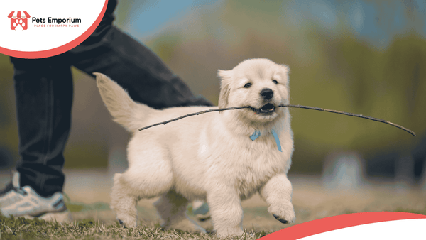 Best Dog Treats for Training Your Puppy