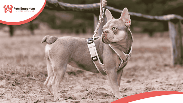 Complete Guide to Dog Leashes and Harnesses