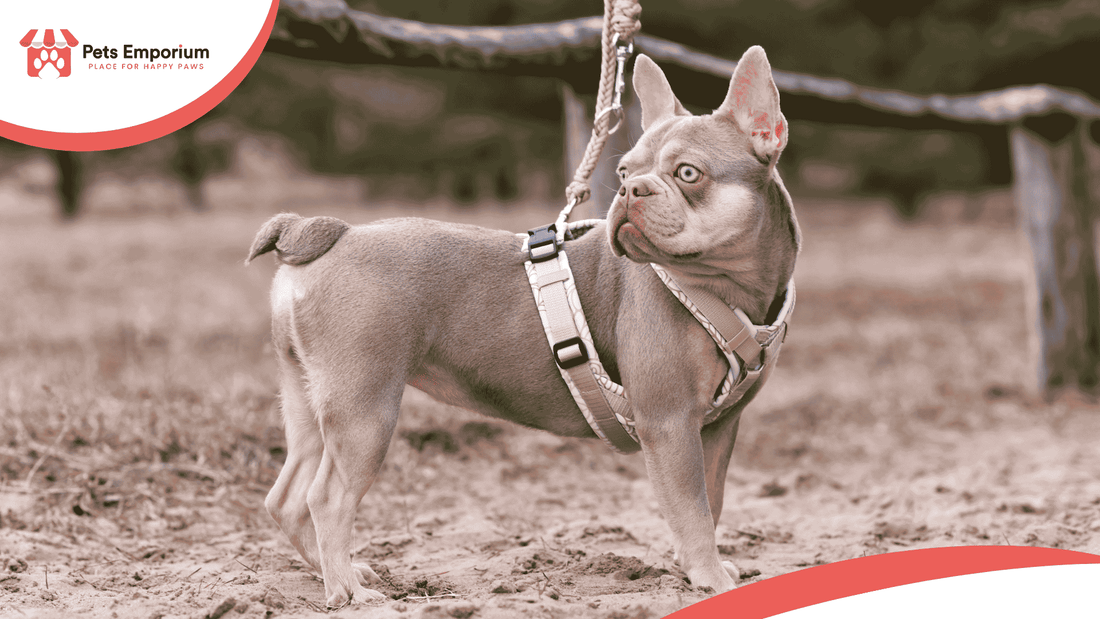 Complete Guide to Dog Leashes and Harnesses