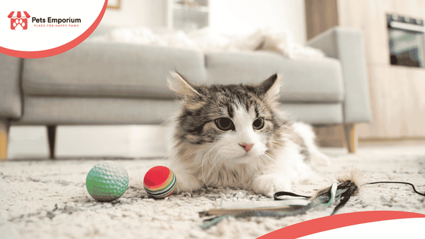 Best Toys for Indoor Cats