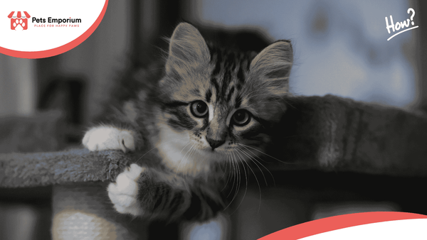 How to Keep Indoor Cats Healthy and Active?