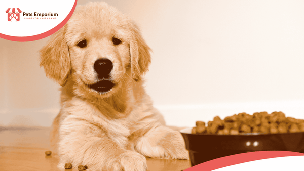 Puppy Feeding Schedule by Age