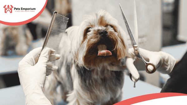 Best Pet Grooming Products in Pakistan
