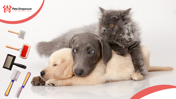 Best Grooming Products for Cats & Dogs to Stay Comfortable in Hot Weather
