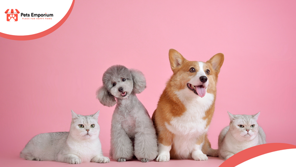 Building a Balanced Summer Diet Plan for Cats & Dogs to Avoid Heat-Related Illness
