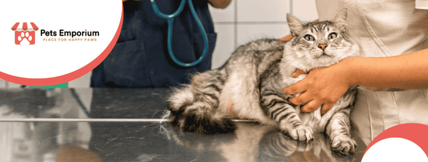 Common Cat Diseases and Their Prevention