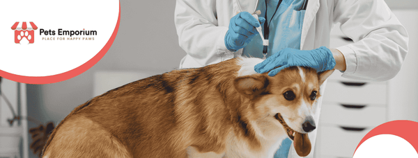 Common Dog Diseases and Their Prevention