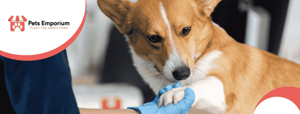 Dog Grooming and Veterinary Care: A Complete Guide