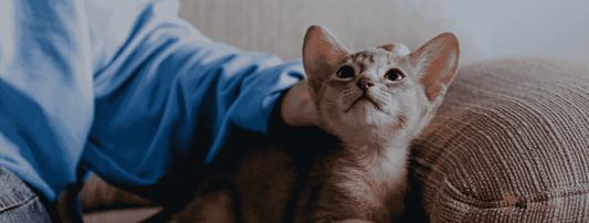 Essential Nutrients for Kittens Every First-Time Cat Owner Should Know