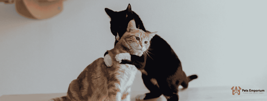 How High-Quality Cat Food Supports Better Digestion and Immunity?