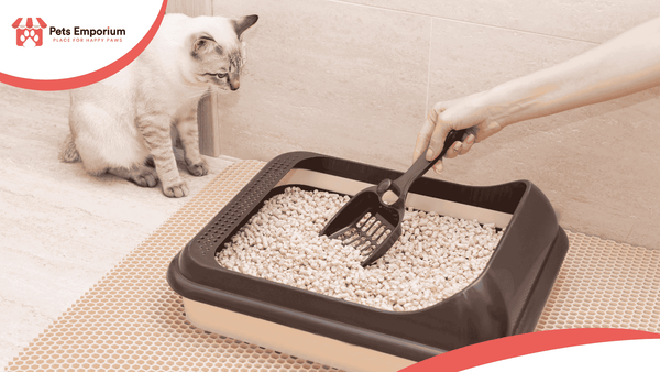 How Often Should You Replace Cat Litter?