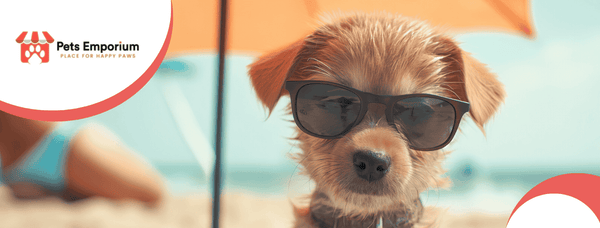 Preventing Heatstroke in Pets: Summer Preparation Tips