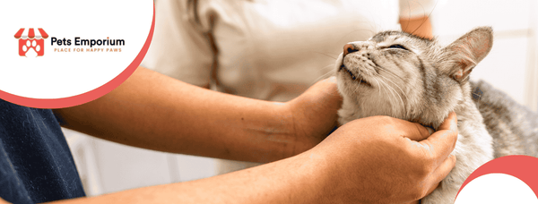 How to Protect Your Cat and Home: Pet-Proofing Tips