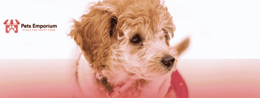 How to Protect Your Pet’s Paws from Snow, Ice, and Cold Surfaces