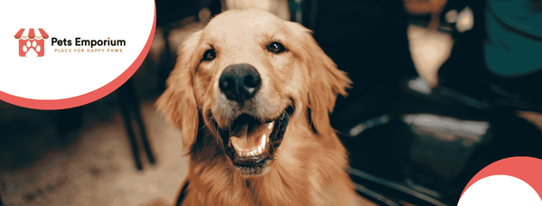 How to Treat Skin Problems in Dogs?