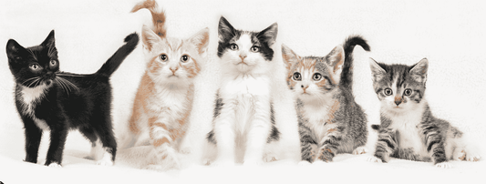 Kitten Feeding Mistakes to Avoid for First-Time Pet Parents