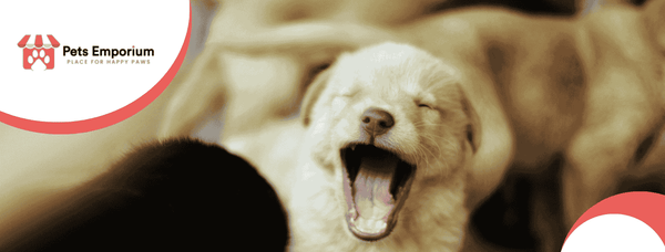 Pet-Proofing Your Home for Puppies and Adult Dogs