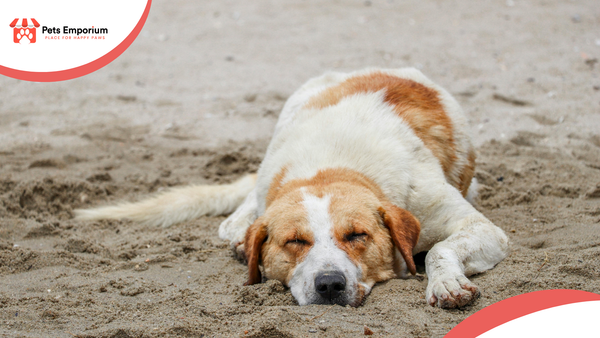 Preventing Heat-Related Health Issues in Dogs with Proper Hydration & Nutrition