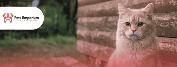 Signs Your Cat Needs Better Quality Food and How to Improve Their Diet