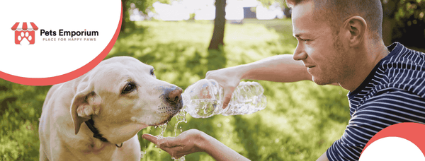Summer Nutrition and Hydration Tips for Healthy Pets