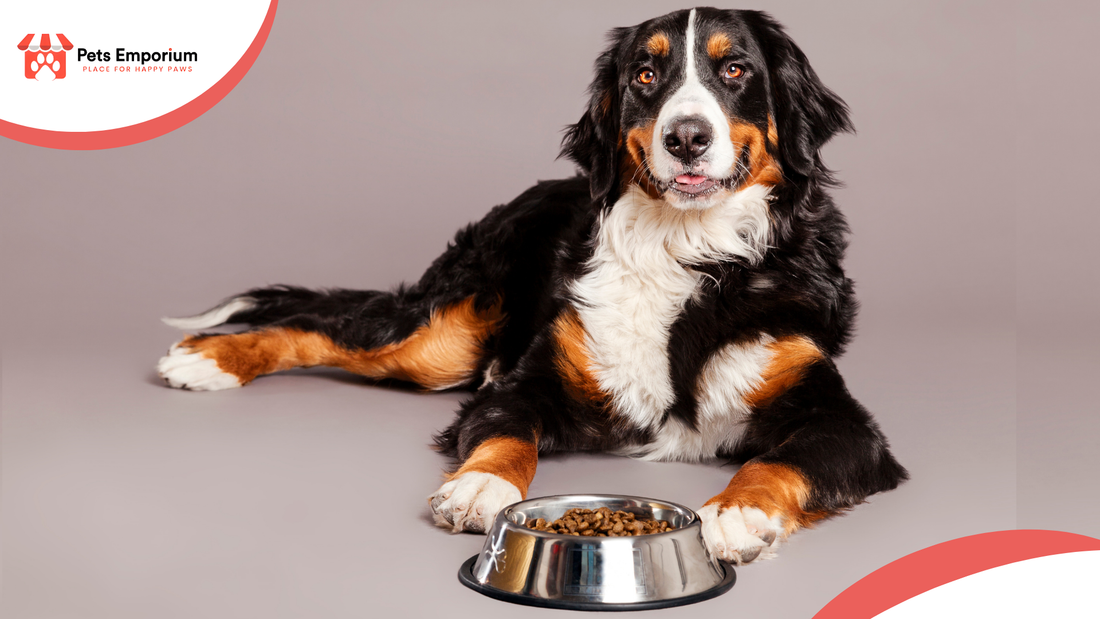 The Best Dog Foods for 2026: At Petsemporium You Get All