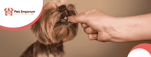 Top 10 Healthy Dog Treats in Pakistan