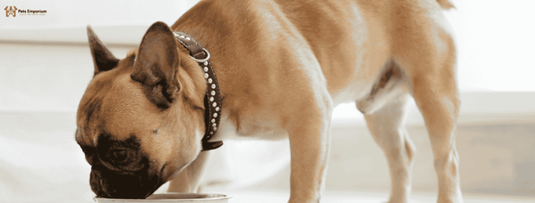Top 7 Benefits of High-Quality Dog Food for Long-Term Canine Health