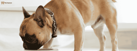 Top 7 Benefits of High-Quality Dog Food for Long-Term Canine Health