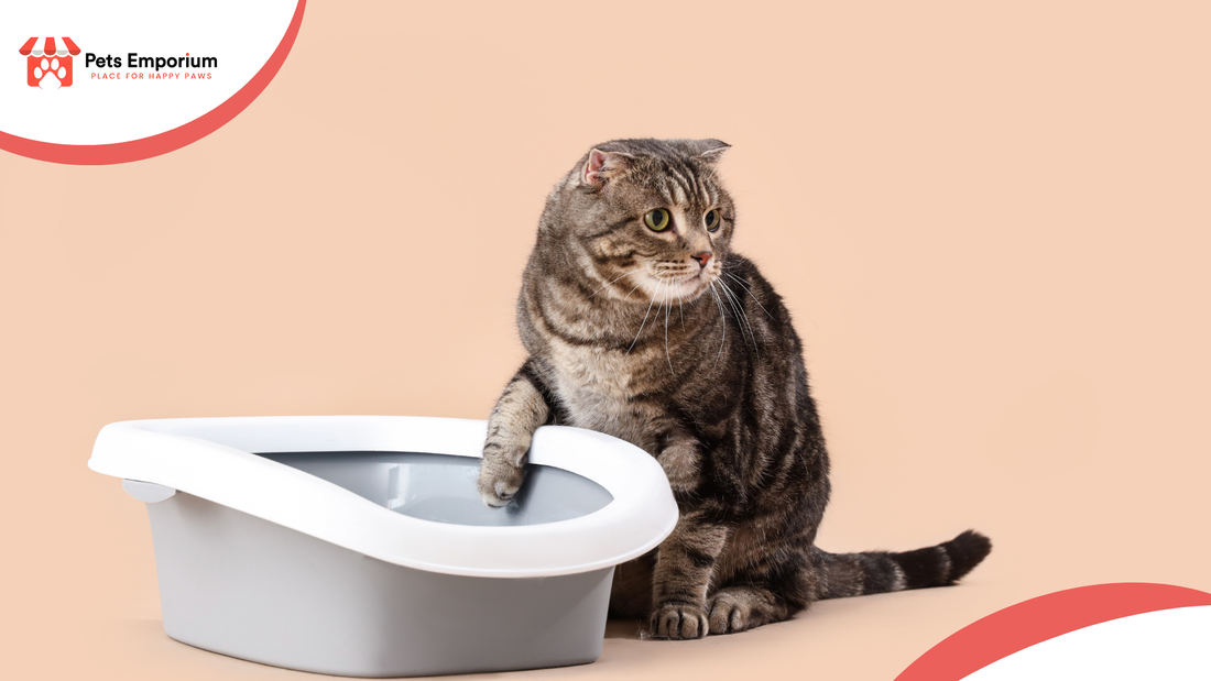 Top Cat Cooling Accessories for Hot Days