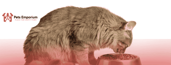 Winter Feeding Tips: What Your Pet Should Eat in Cold Months