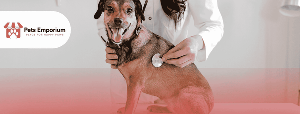 Winter Pet Care in Pakistan: How to Keep Your Pets Warm and Safe
