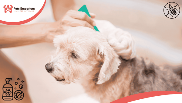 Best Flea and Tick Prevention Products for Pets