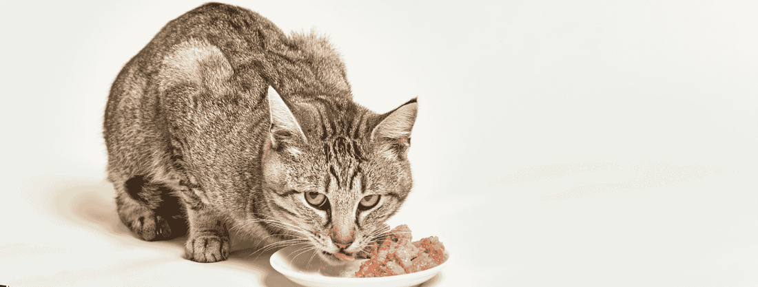 Best Protein-Packed Cat Foods Available Online in Pakistan - Pets Emporium