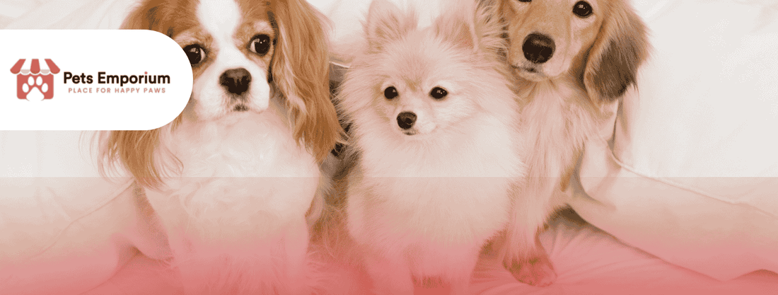 Choosing Safe and Nutritious Dog Food: Ingredient Labels Explained - Pets Emporium