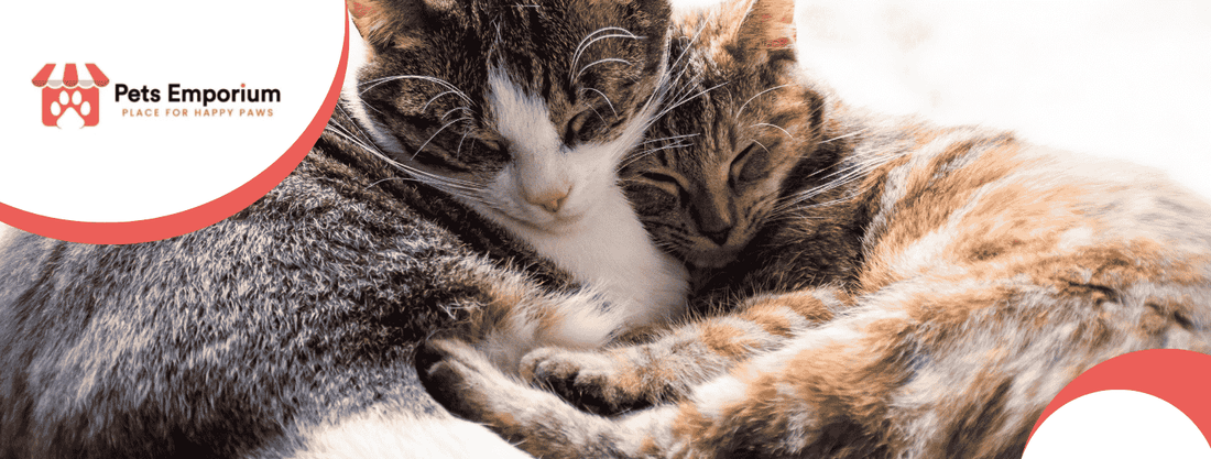 Common Skin Problems in Cats and How to Treat Them - Pets Emporium