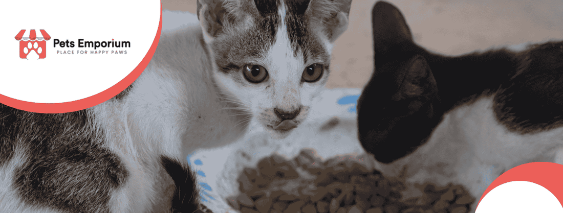 Complete Cat Care Guide: From Kittens to Adults - Pets Emporium