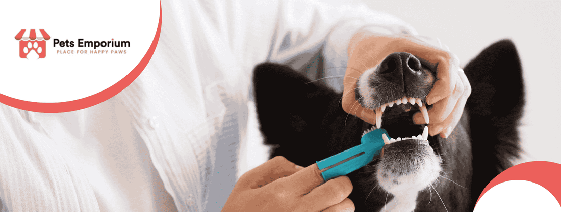 Dog Dental Care: Tips for Strong, Healthy Teeth - Pets Emporium