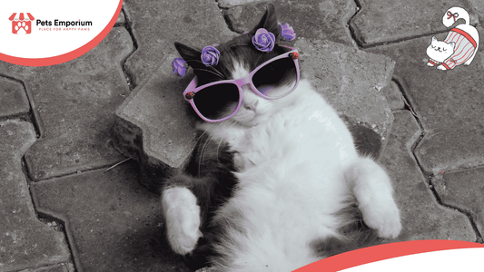Essential Accessories Every New Cat Owner Needs - Pets Emporium