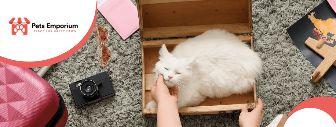 Essential Grooming Tips and Vet Care for Cats - Pets Emporium