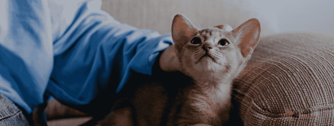 Essential Nutrients for Kittens Every First-Time Cat Owner Should Know - Pets Emporium