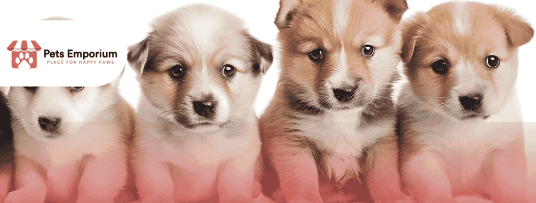 Essential Nutrients for Puppies Every First-Time Dog Owner Should Know - Pets Emporium