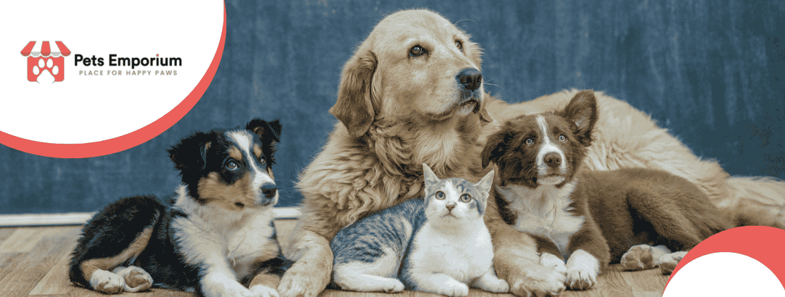 Essential Winter Safety Tips for Pet Owners in Pakistan - Pets Emporium